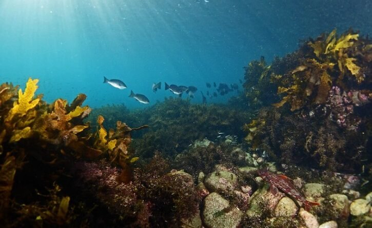 Maritime Minister Junaid Anwar Chaudhry Calls for Ocean Literacy to Strengthen Climate Resilience and Blue Economy Growth