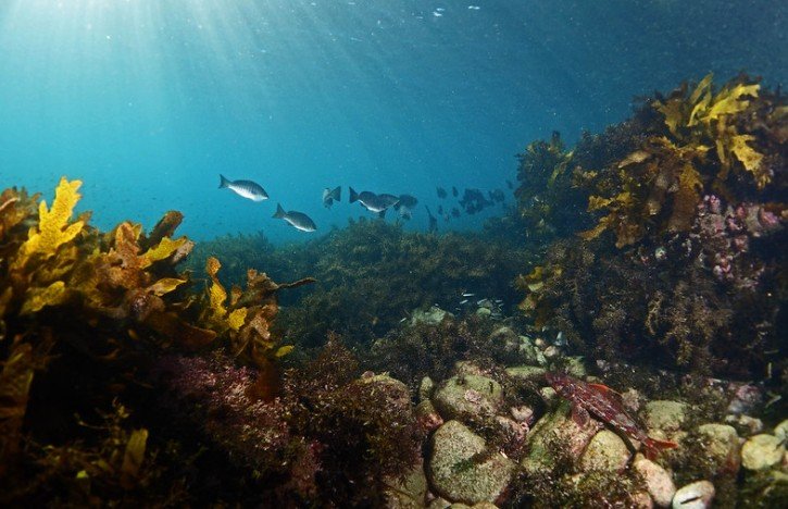 Maritime Minister Junaid Anwar Chaudhry Calls for Ocean Literacy to Strengthen Climate Resilience and Blue Economy Growth