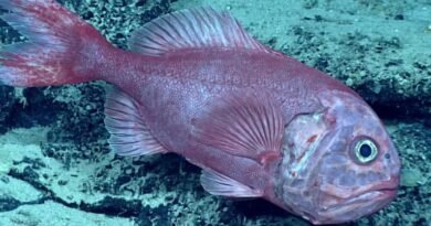 New Zealand Closes Major Chatham Rise Fishing Grounds to Protect Orange Roughy Spawning Areas