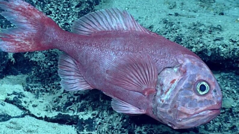 New Zealand Closes Major Chatham Rise Fishing Grounds to Protect Orange Roughy Spawning Areas
