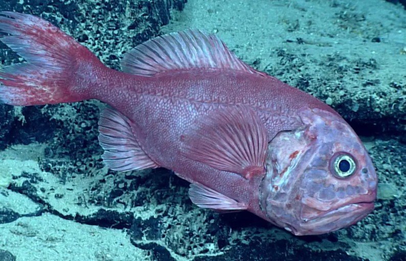 New Zealand Closes Major Chatham Rise Fishing Grounds to Protect Orange Roughy Spawning Areas