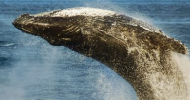 Australia Investigates Sharp Decline in Humpback Whale Sightings as Marine Scientists Raise Migration Concerns