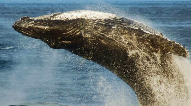 Australia Investigates Sharp Decline in Humpback Whale Sightings as Marine Scientists Raise Migration Concerns