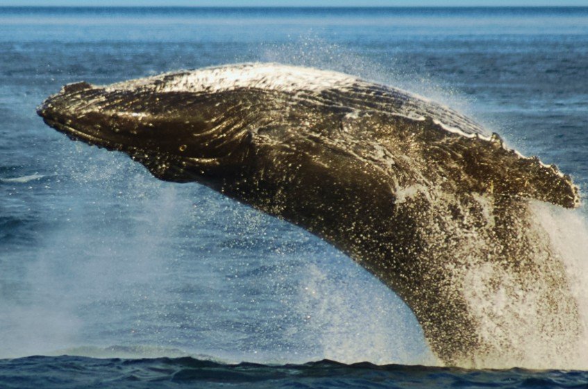 Australia Investigates Sharp Decline in Humpback Whale Sightings as Marine Scientists Raise Migration Concerns