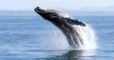 Endangered Arabian Sea Humpback Whale Completes Historic 4,350-Mile Journey across the Arabian Sea