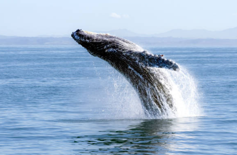 Endangered Arabian Sea Humpback Whale Completes Historic 4,350-Mile Journey across the Arabian Sea