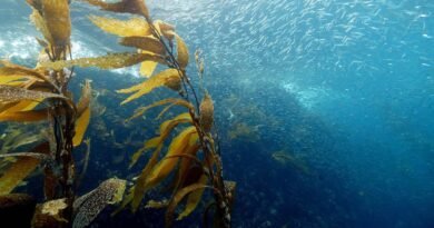 Scientists Explore Gene Editing to Build Climate-Resilient Kelp Forests and Protect Ocean Ecosystems