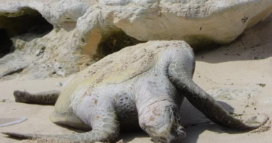 Great Barrier Reef Sea Turtle Conservation Project Sees Over 9,100 Hatchlings Reach the Ocean