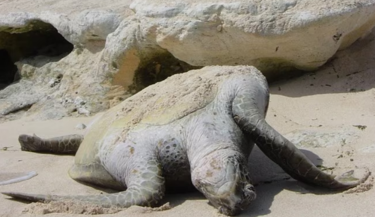 Great Barrier Reef Sea Turtle Conservation Project Sees Over 9,100 Hatchlings Reach the Ocean