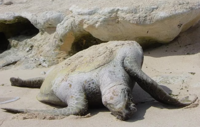 Great Barrier Reef Sea Turtle Conservation Project Sees Over 9,100 Hatchlings Reach the Ocean