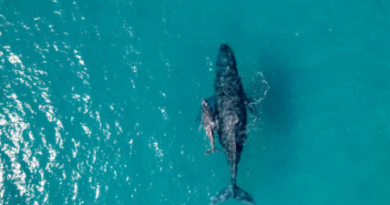 Humpback Whale Rescue Success: Canadian Navy and Fisheries Teams Free Entangled Whale in Strait of Georgia