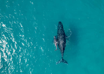 Humpback Whale Rescue Success: Canadian Navy and Fisheries Teams Free Entangled Whale in Strait of Georgia
