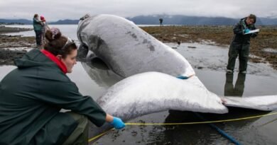 Endangered Fin Whale Found on Cruise Ship Bow in Alaska, Investigation Underway