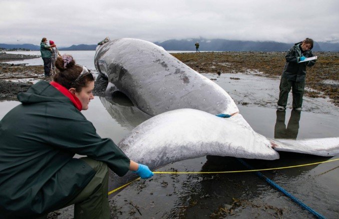 Endangered Fin Whale Found on Cruise Ship Bow in Alaska, Investigation Underway