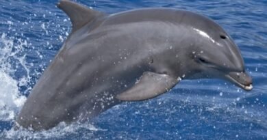 Injured Bottlenose Dolphin “Anmok-i” Successfully Rescued at South Korea’s Gangneung Port for Emergency Treatment