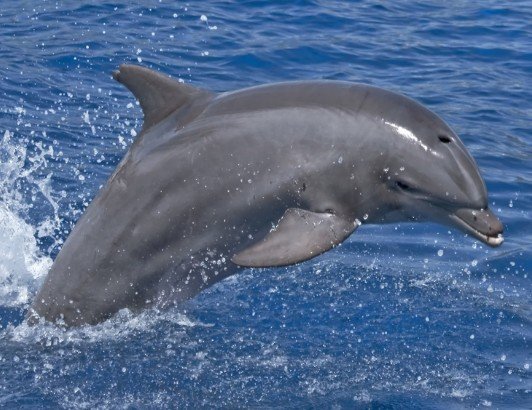 Injured Bottlenose Dolphin “Anmok-i” Successfully Rescued at South Korea’s Gangneung Port for Emergency Treatment