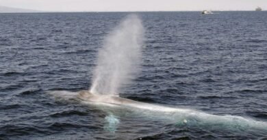 Quebec Marine Monitoring Network Could Strengthen Environmental Regulations and Maritime Conservation