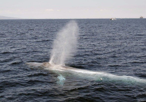 Quebec Marine Monitoring Network Could Strengthen Environmental Regulations and Maritime Conservation