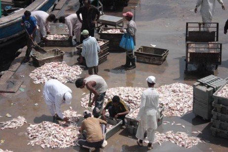 Pakistan Seafood Exports Hit Record US$568 Million in FY2025-26, Strengthening Blue Economy and Global Maritime Trade