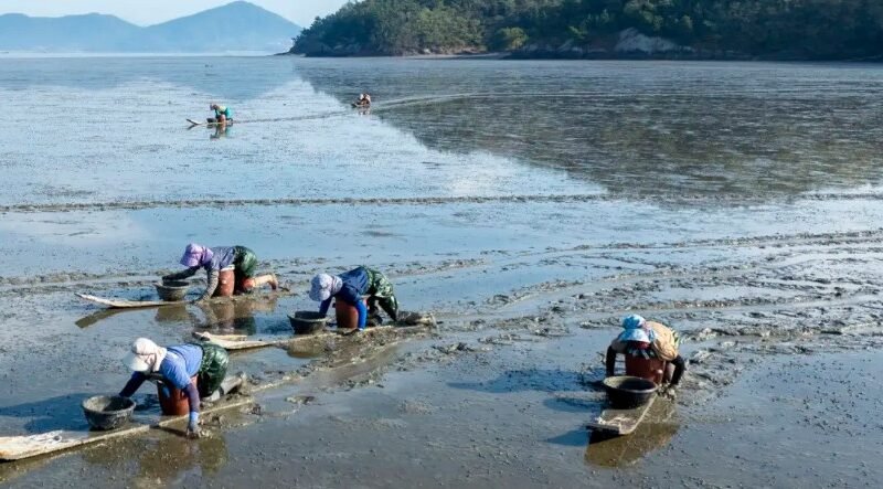 South Korea Showcases UNESCO Tidal Flats and K-Seafood at World Heritage Committee in Busan