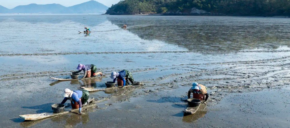 South Korea Showcases UNESCO Tidal Flats and K-Seafood at World Heritage Committee in Busan
