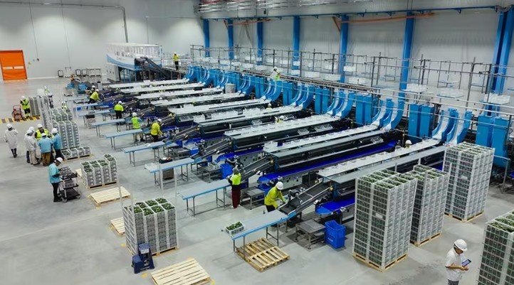 Maersk Cold Chain Solution Boosts Chile–U.S. East Coast Shipping, Refrigerated Logistics and Fresh Produce Supply Chain