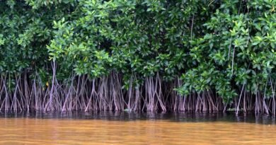 Mangrove Ecosystems Critical for Pakistan’s Coastal Resilience and Blue Economy Growth: Junaid Anwar Chaudhry