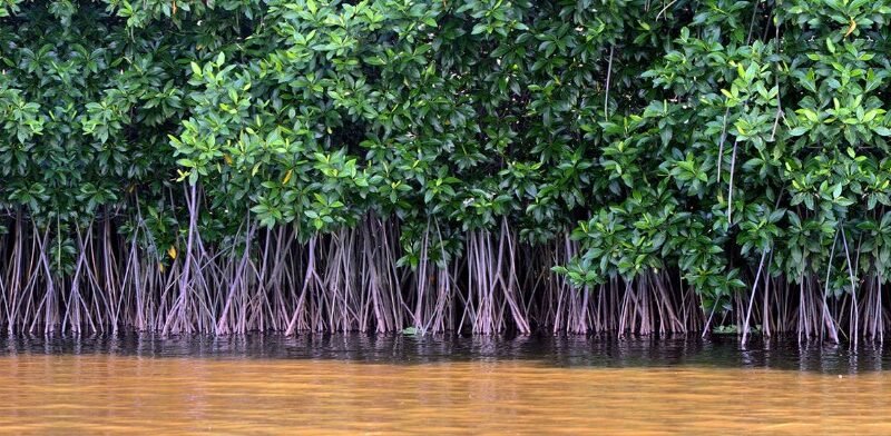 Mangrove Ecosystems Critical for Pakistan’s Coastal Resilience and Blue Economy Growth: Junaid Anwar Chaudhry