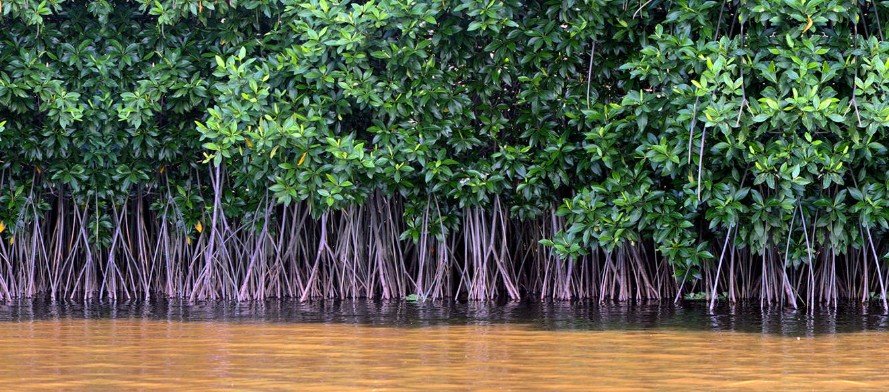 Mangrove Ecosystems Critical for Pakistan’s Coastal Resilience and Blue Economy Growth: Junaid Anwar Chaudhry