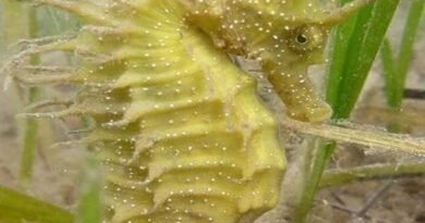 UK Marine Management Organisation Strengthens Seahorse Protection Efforts, Issues New Guidance for Divers and Filmmakers