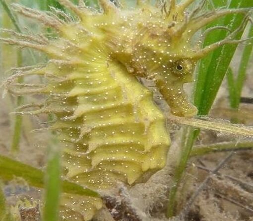 UK Marine Management Organisation Strengthens Seahorse Protection Efforts, Issues New Guidance for Divers and Filmmakers