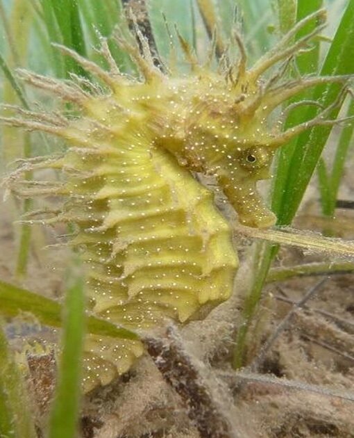 UK Marine Management Organisation Strengthens Seahorse Protection Efforts, Issues New Guidance for Divers and Filmmakers