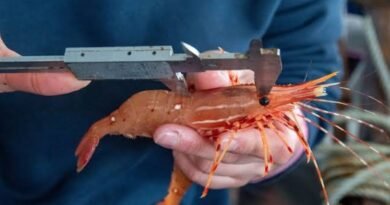 Sweden Trials Light-Guided Shrimp Fishing Technology in Push for Sustainable Fisheries and Seabed Protection