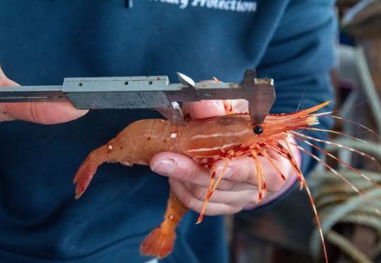 Sweden Trials Light-Guided Shrimp Fishing Technology in Push for Sustainable Fisheries and Seabed Protection