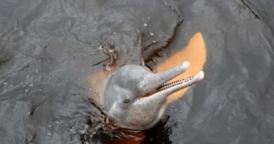 Indus River Dolphin Population Rebounds to Nearly 2,000 in Pakistan