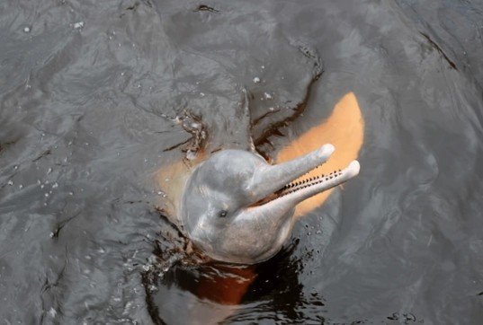 Indus River Dolphin Population Rebounds to Nearly 2,000 in Pakistan