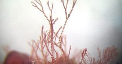 New Seaweed Species Discovery in Cornwall Highlights Marine Biodiversity and Ocean Conservation