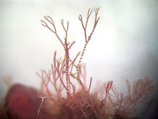 New Seaweed Species Discovery in Cornwall Highlights Marine Biodiversity and Ocean Conservation