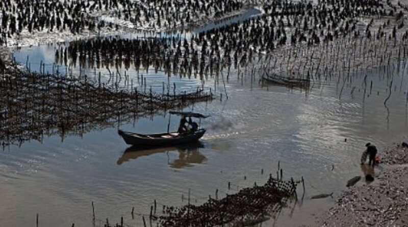 Pakistan Plans 100-Acre Mariculture Investment Estate at Korangi Harbour