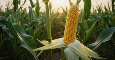 Corn Ethanol Could Open New Marine Fuel Market for Shipping