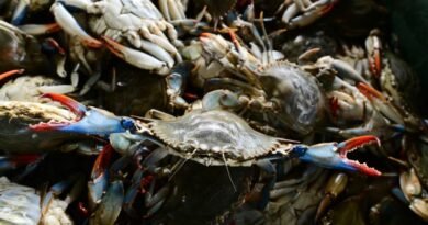 Italy Turns Invasive Blue Crab Crisis Into Seafood Export Opportunity as Fishermen Seek Sustainable Fisheries Solution