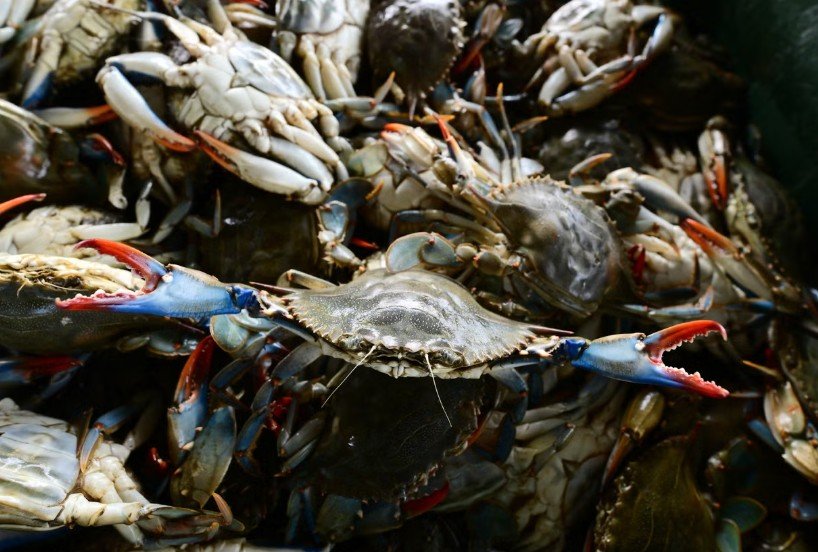 Italy Turns Invasive Blue Crab Crisis Into Seafood Export Opportunity as Fishermen Seek Sustainable Fisheries Solution
