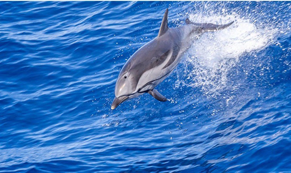 EU Proposes Extending Bay of Biscay Fishing Closure to Protect Dolphins through Winter 2027