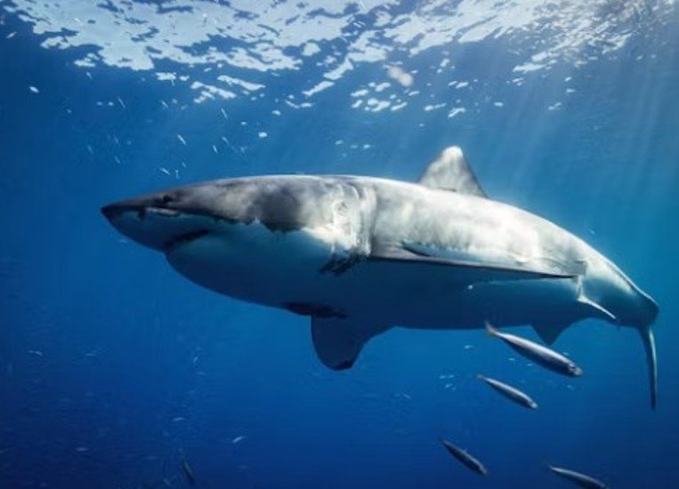 Pakistan Unveils 10-Year Shark Conservation Plan to Strengthen Sustainable Fisheries and Maritime Management