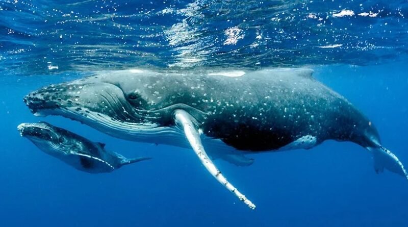 World Shipping Council Launches Digital Whale Chart for Safer Shipping and Marine Protection