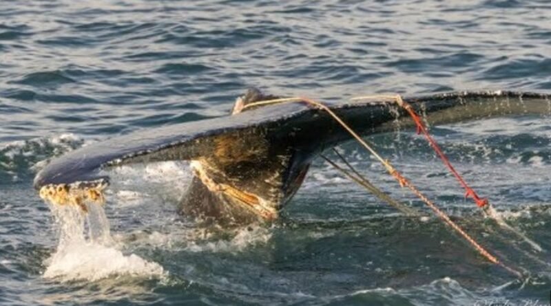 US Coast Guard Rescues Juvenile Humpback Whale Off Fire Island