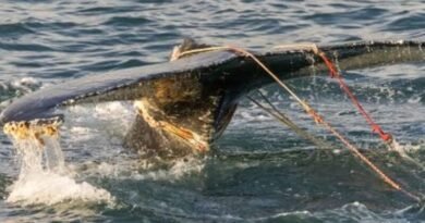US Coast Guard Rescues Juvenile Humpback Whale Off Fire Island
