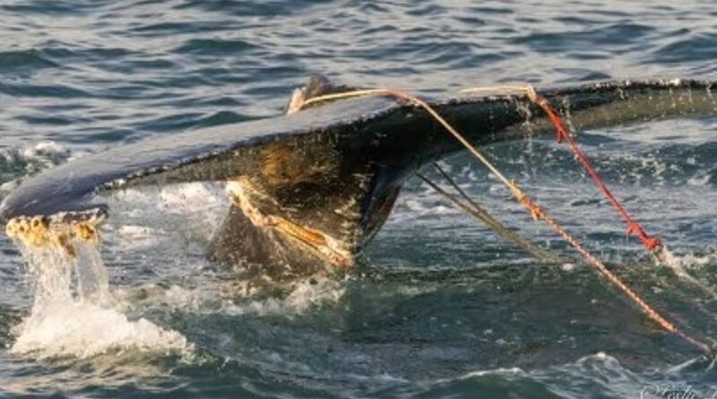 US Coast Guard Rescues Juvenile Humpback Whale Off Fire Island