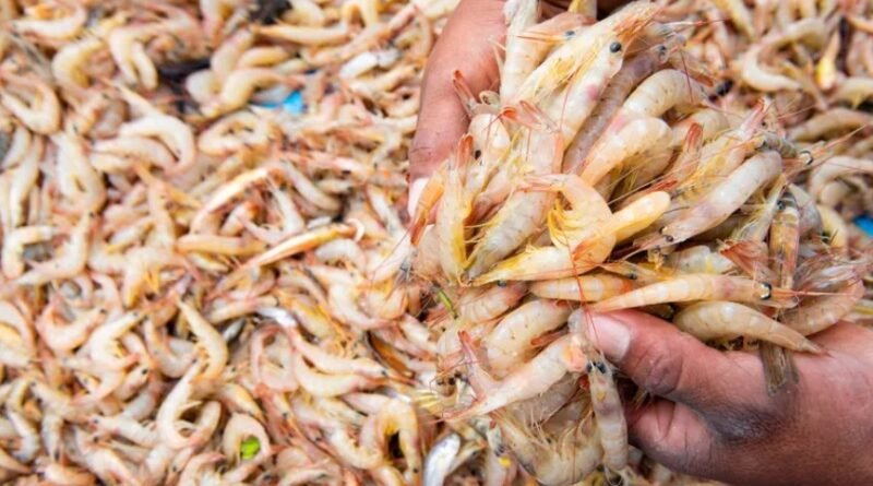 Pakistan Shrimp Farming Targets Seafood Export Growth
