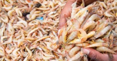 Pakistan Shrimp Farming Targets Seafood Export Growth